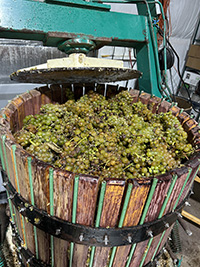 Image of Vignoles grapes in press